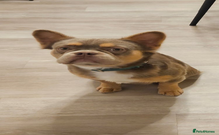 French Bulldog dogs - Advert 15