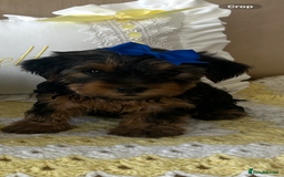 Yorkshire Terrier dogs for sale: Beautiful Yorkshire terrier puppy’s  - Image 19