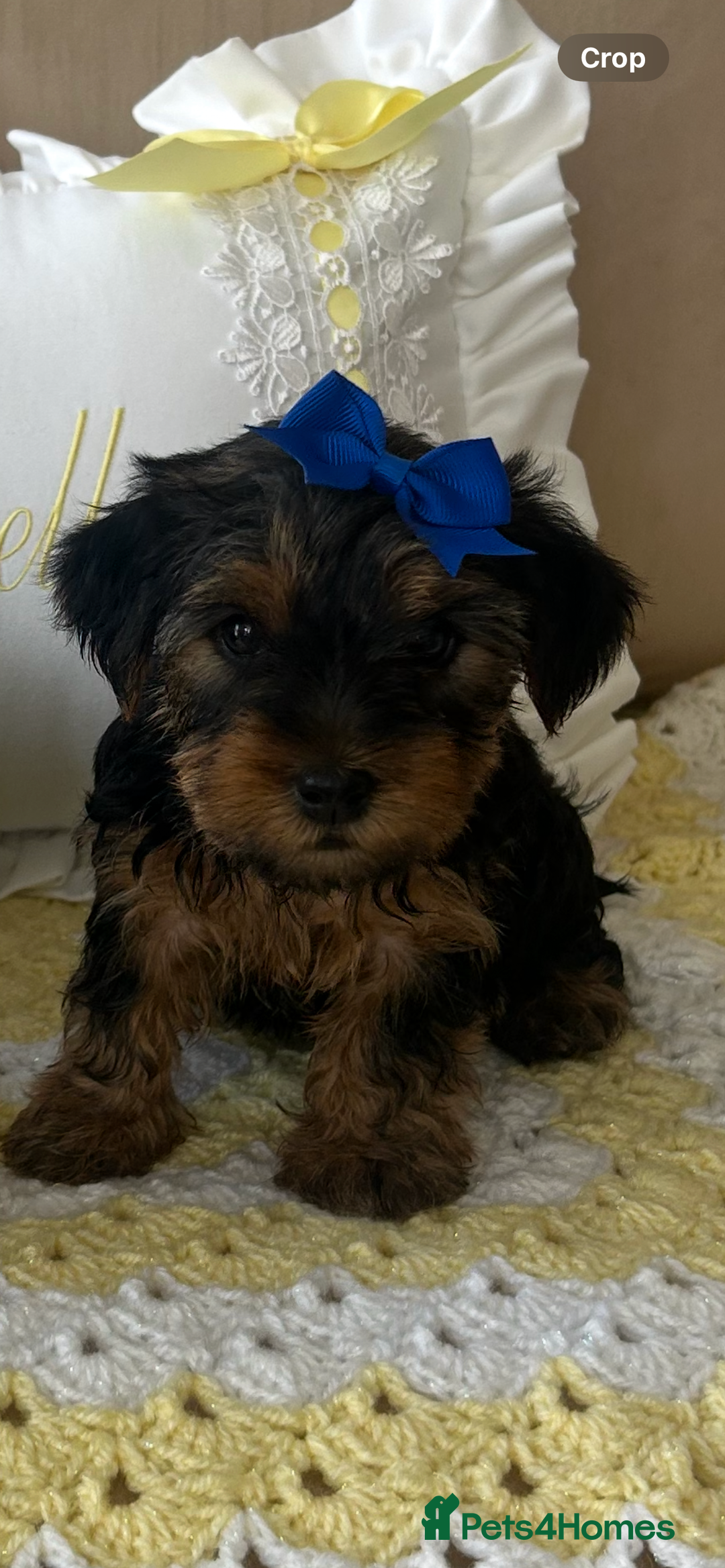 Yorkshire Terrier dogs for sale: Beautiful Yorkshire terrier puppy’s  - Image 19
