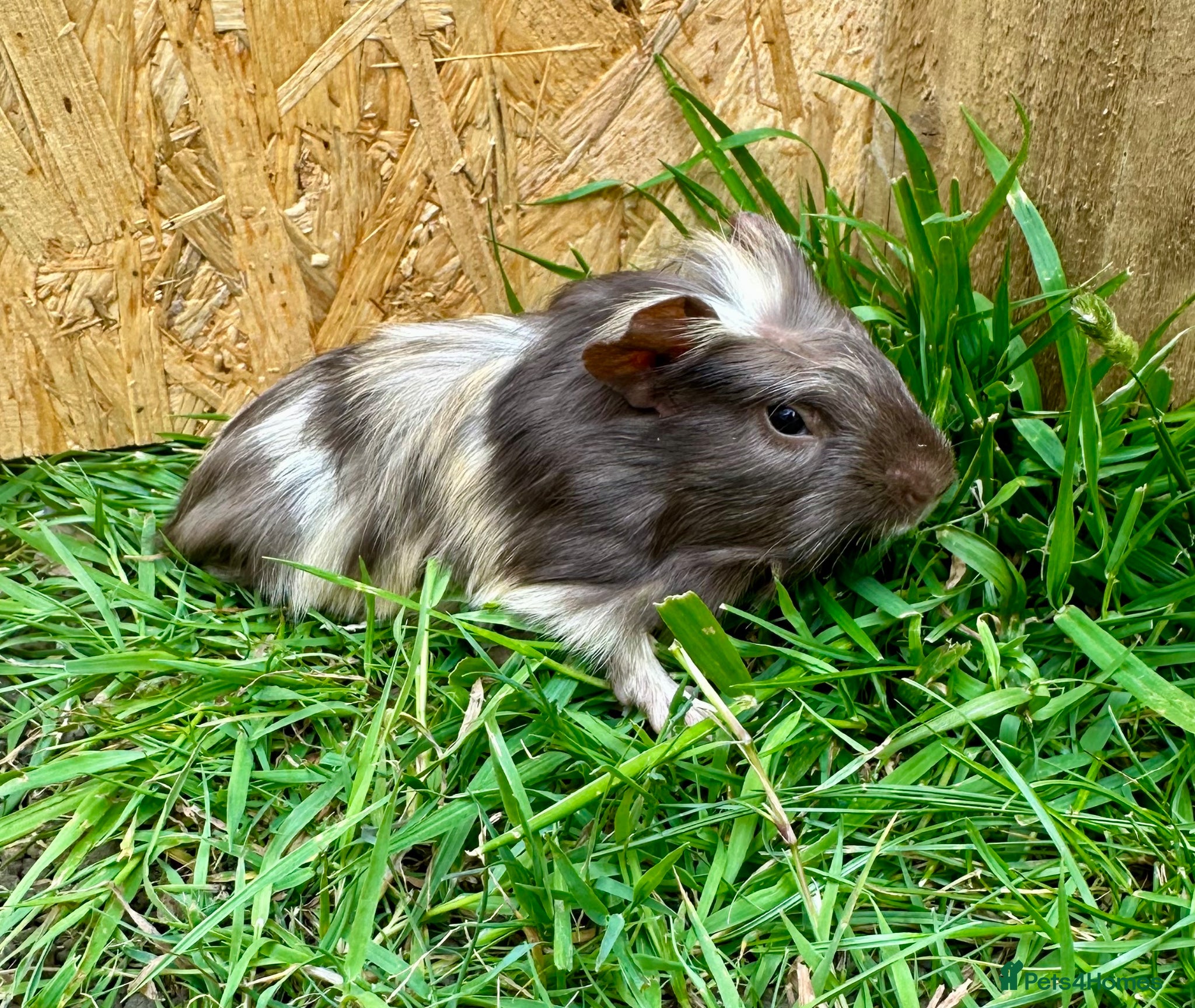Guinea Pig rodents Young Guinea pigs  - Advert 2