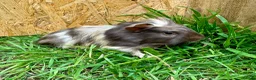Guinea Pig rodents for sale: Young Guinea pigs  - Advert 2