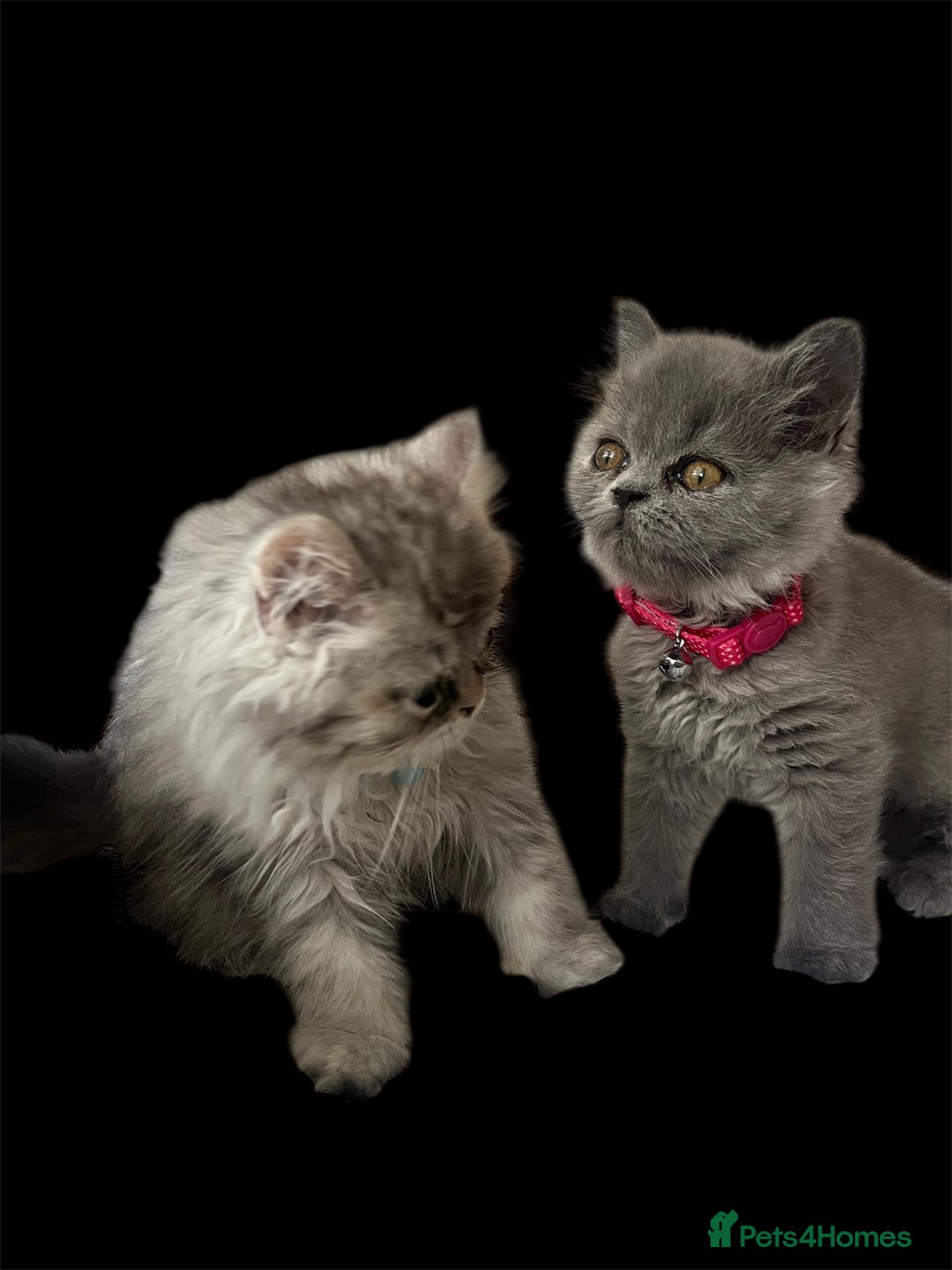 Persian cats for sale: Ready now 3 beautiful Persians  - Image 10
