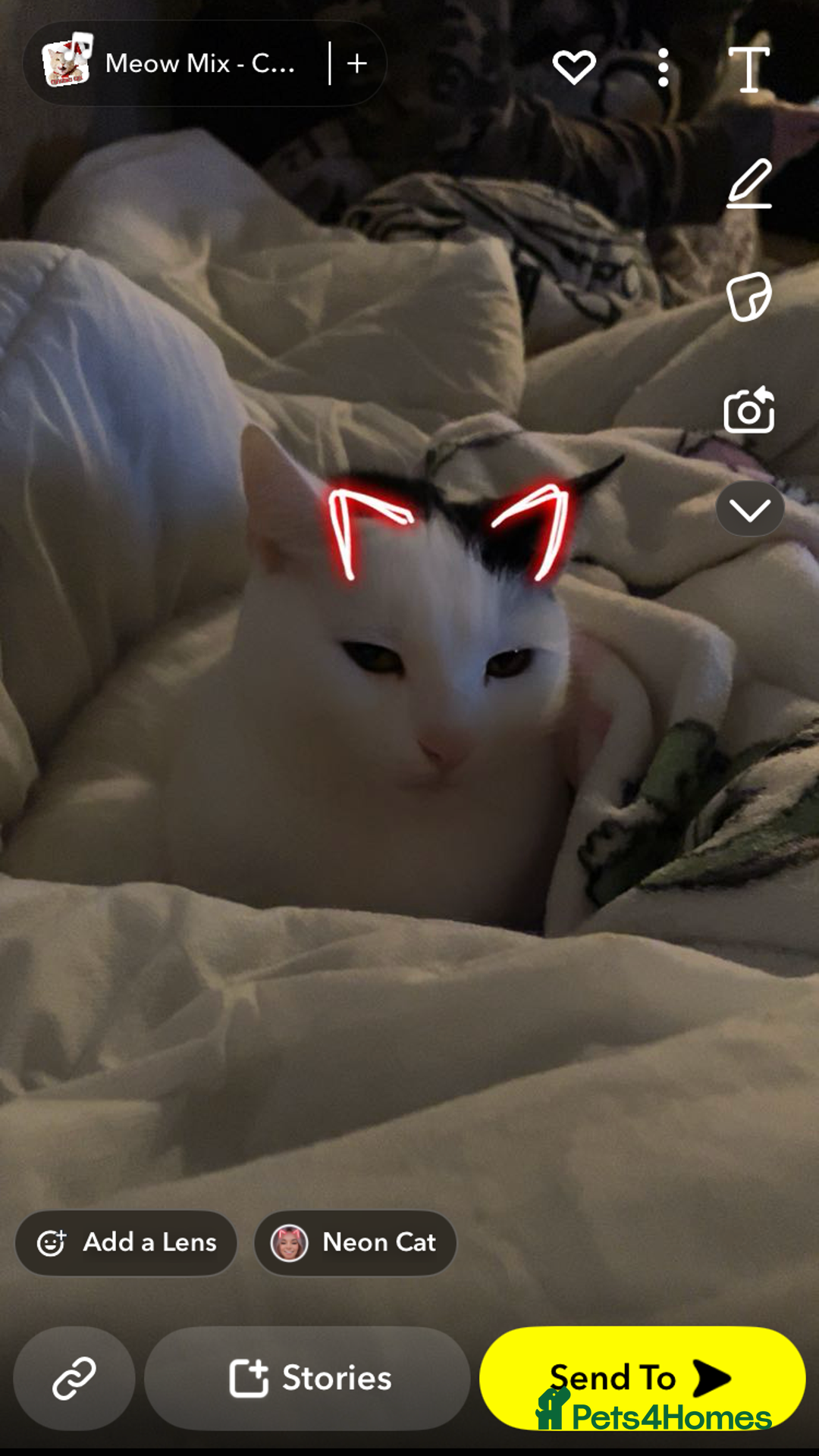 Mixed Breed cats for sale: Free to good home - Advert 7