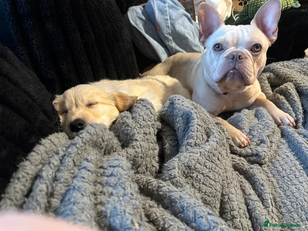 Golden Retriever dogs for sale: 10 week old golden retriever  - Advert 8