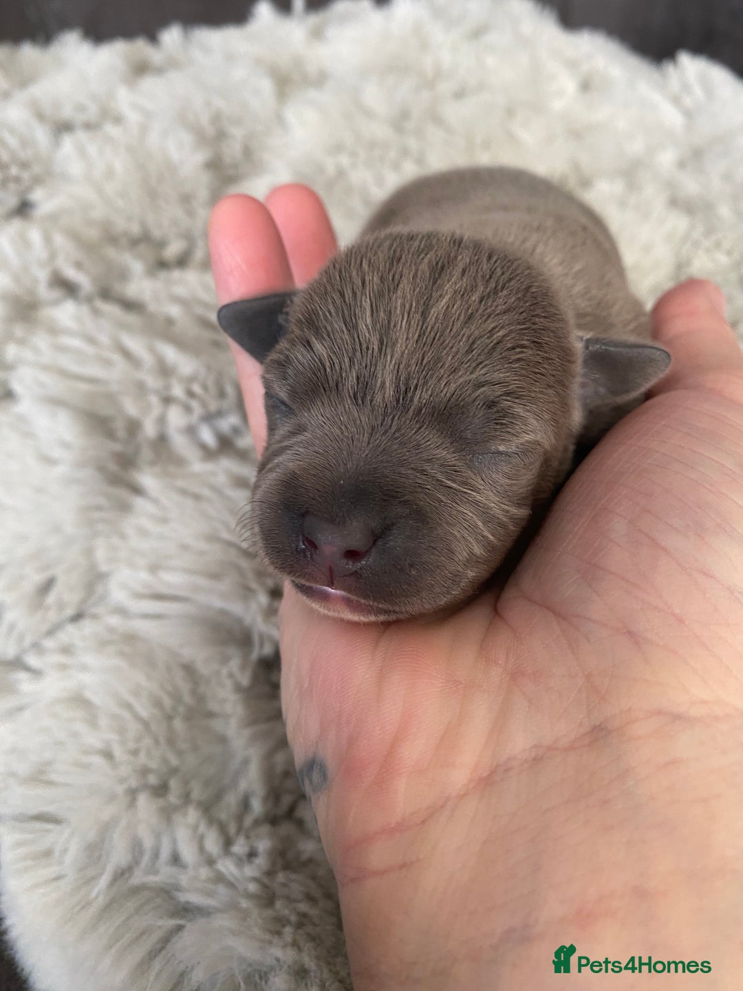 Staffordshire Bull Terrier dogs for sale: 🐾🐾Blue Staffordshire 🐾🐾 - Image 5