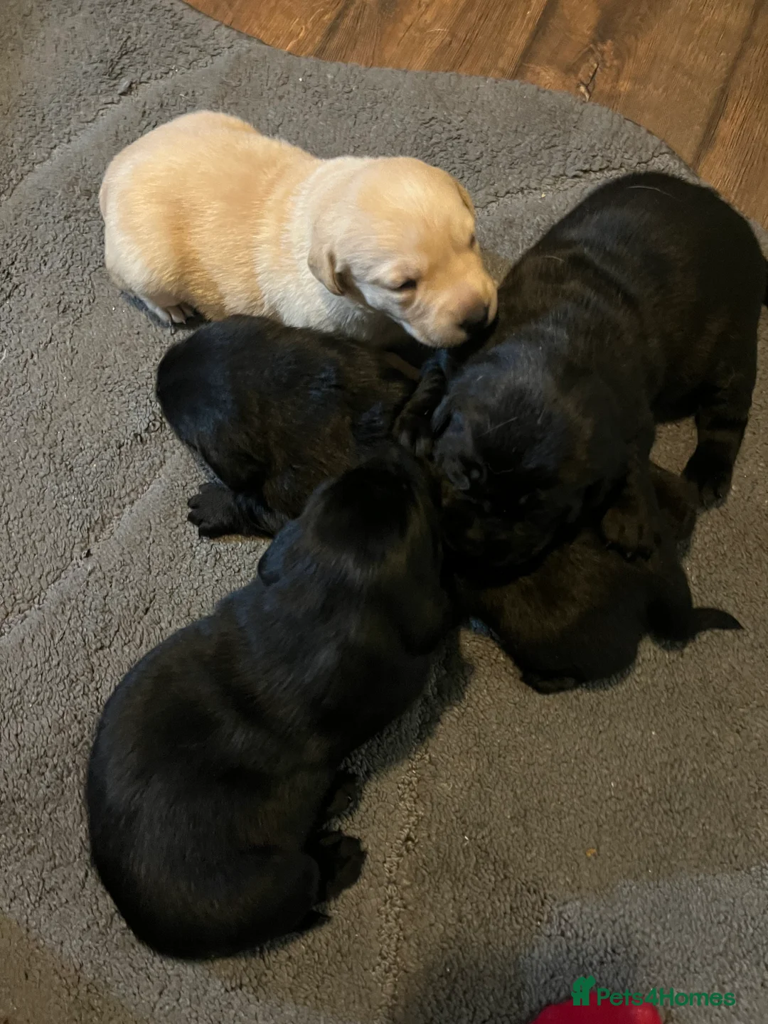 Labrador Retriever dogs for sale: Beautiful Labrador puppy’s  - Advert 21