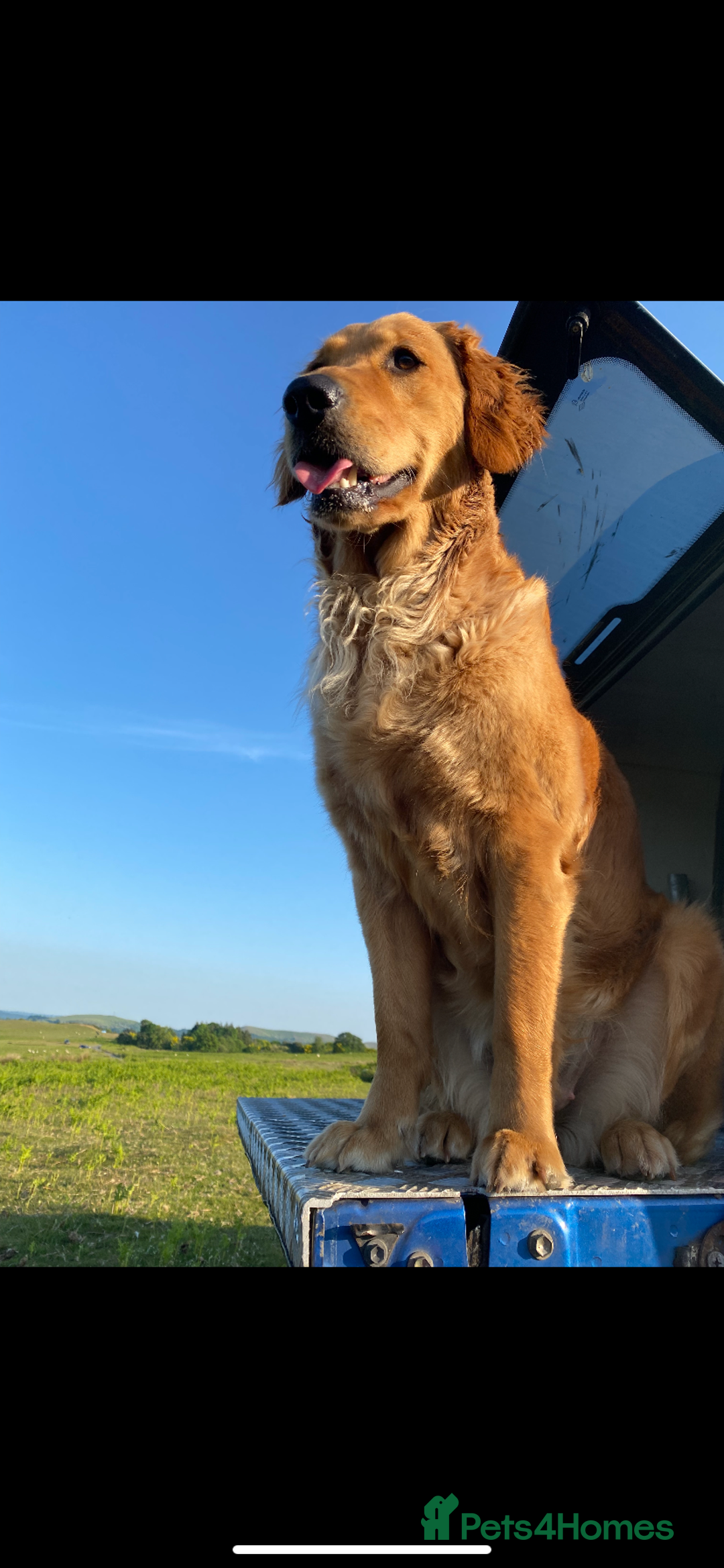 Golden Retriever dogs for sale: Beautiful Golden retriever puppies for sale  - Advert 5