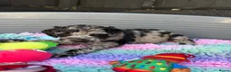 Labradoodle dogs for sale: 🌈 THERAPY/ASSISTANCE PUPS🌈PROVEN🌈 - Advert 3