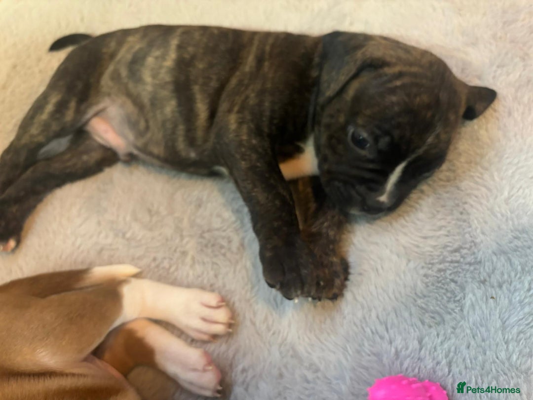 American Bulldog dogs for sale: American bulldog pups for sale - Advert 14