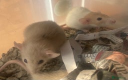 Rat rodents for sale: Baby dwarf rats  - Image 8