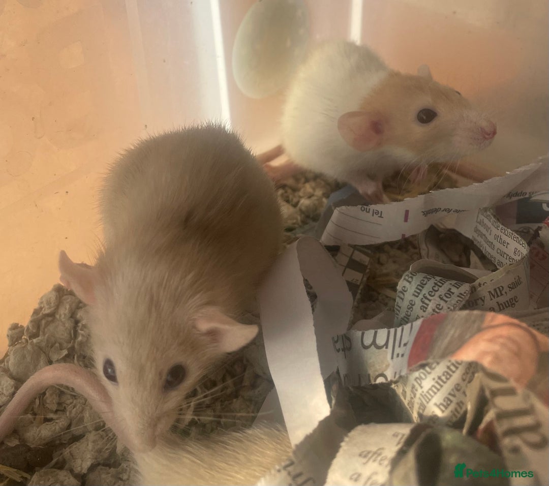 Rat rodents for sale: Baby dwarf rats  - Image 8