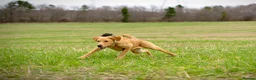 Labrador Retriever dogs for sale: Beautiful Litter of 10 Red Fox Labrador Puppies 🐾 - Advert 6