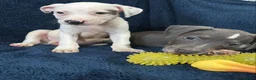 Staffordshire Bull Terrier dogs for sale: 1 Prince  1 princess  left  - Advert 10