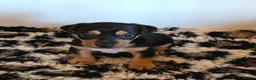 Jack Russell dogs for sale: Super Black and Tan Jack Russell Puppies - Advert 2
