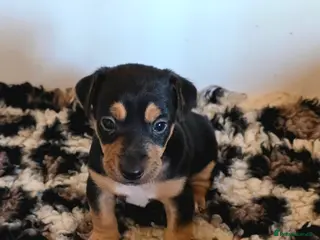 Jack Russell dogs Super Black and Tan Jack Russell Puppies - Advert 7