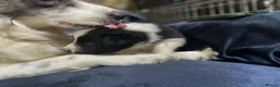 Border Collie dogs for sale: Border Collie Pups - Advert 17