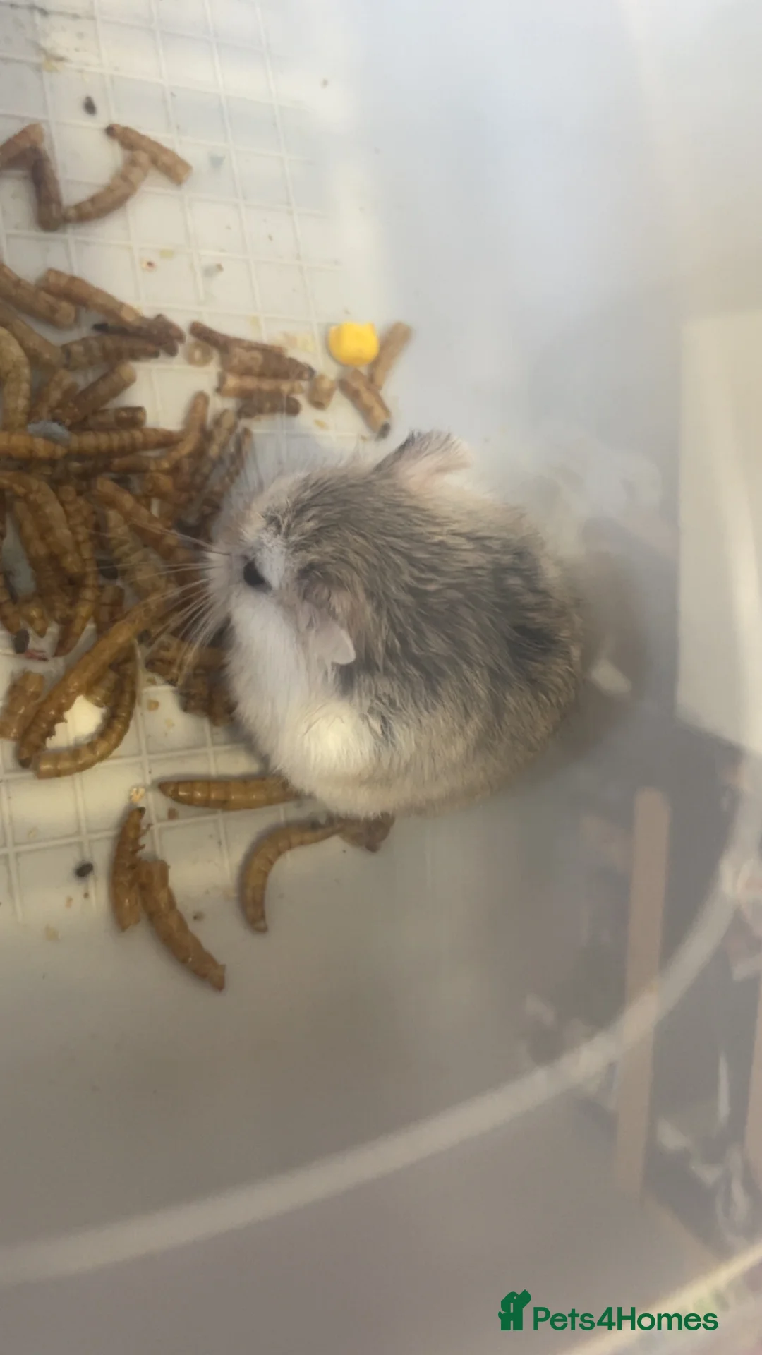 Hamster rodents for sale: Baby roborovski hamster cage included  - Advert 2