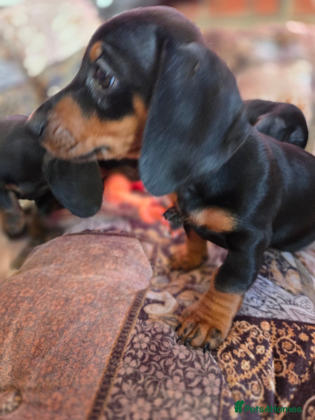 Miniature Dachshund dogs for sale: Quality mini dachshund dna clear - Advert 13