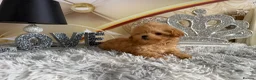 Maltipoo dogs for sale: Maltipoo Boy – Free to a Special Loving Home - Advert 17
