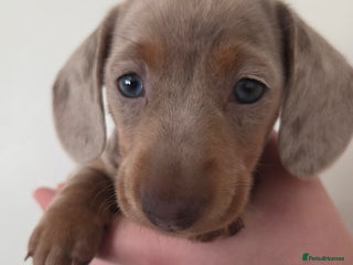 Dachshund dogs Beautiful isobella dapple girl (reduced) - Advert 8