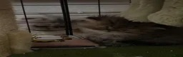 Persian cats for sale: Stunning Persian chinchilla kittens  - Advert 19