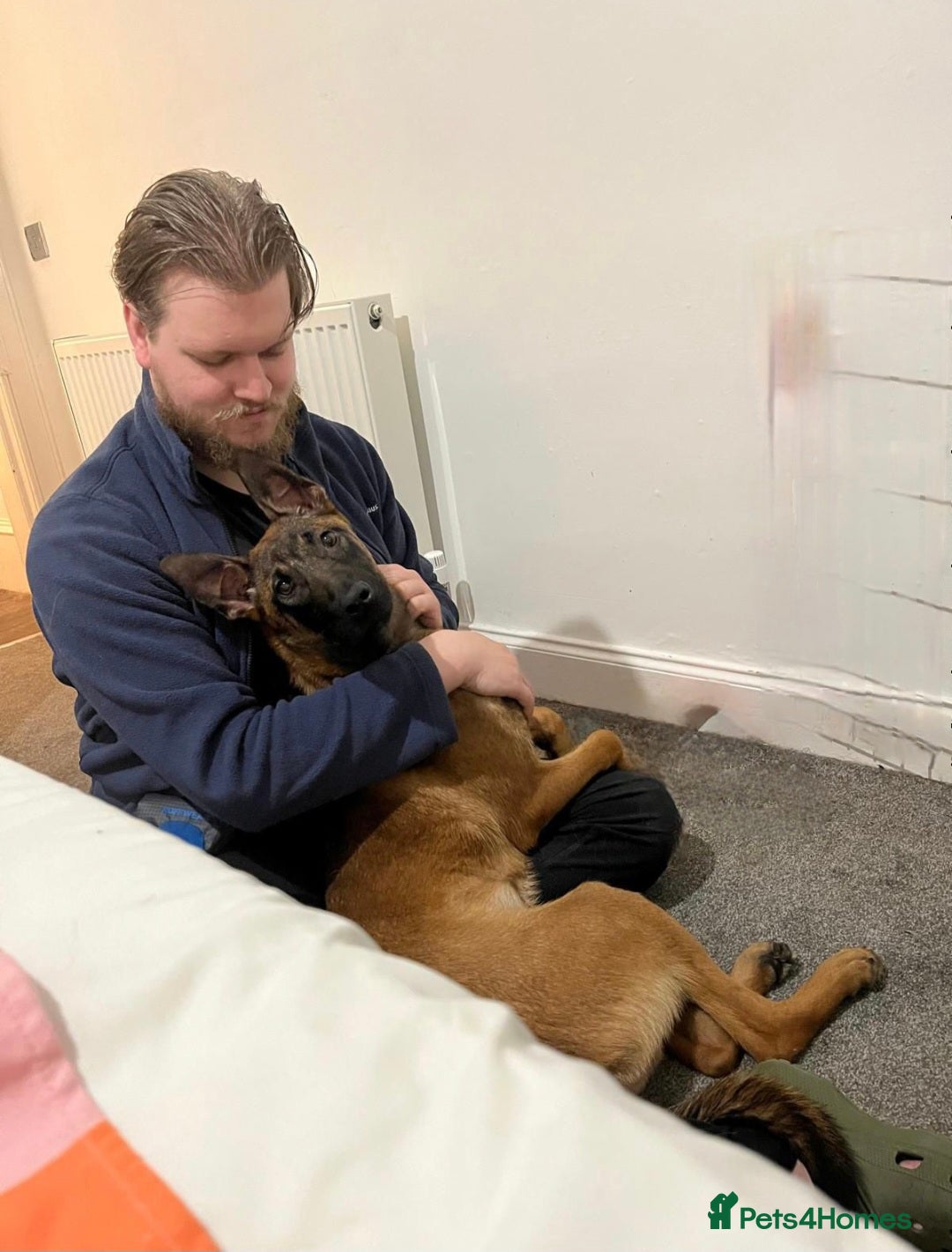 Belgian Shepherd Dog dogs for sale: Belgian Shepard/Malinois - 6 Months - Image 3