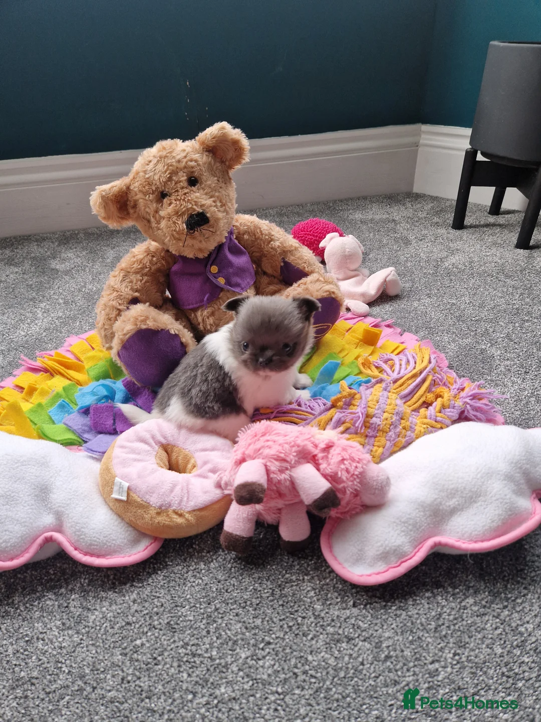 Chihuahua dogs for sale: KC registered chihuahua, female lilac & white - Advert 5