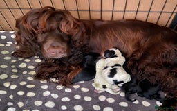 Cocker Spaniel dogs for sale: Cocker Spaniel Puppies - Image 9