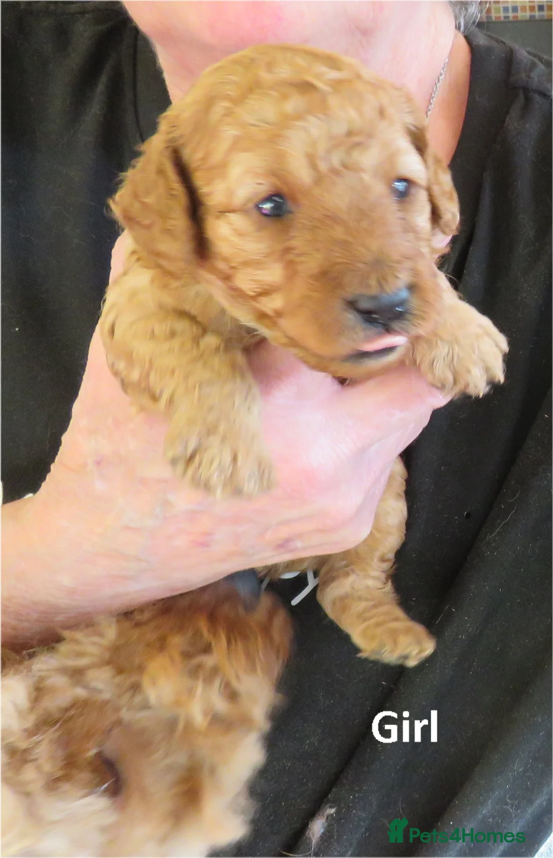 Cockapoo dogs for sale: Beautiful DNA Health tested Cockapoos - Advert 17