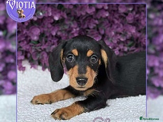 Dachshund dogs - Advert 1