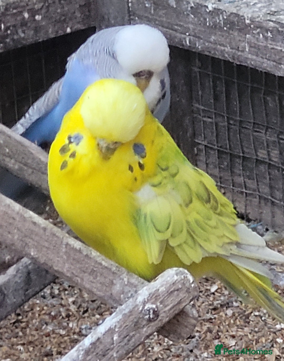 Budgerigars birds for sale: Budgies. Various colours. - Advert 7