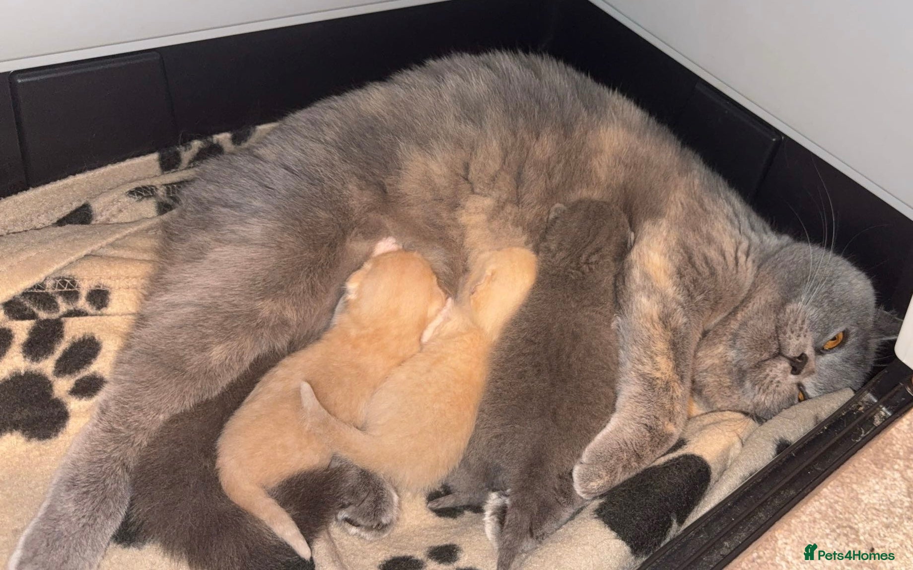 British Shorthair cats GCCF registered girl 🩷 - Advert 2