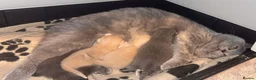British Shorthair cats for sale: GCCF registered girl 🩷 - Advert 13