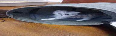 Persian Kitten 2 - Fifi