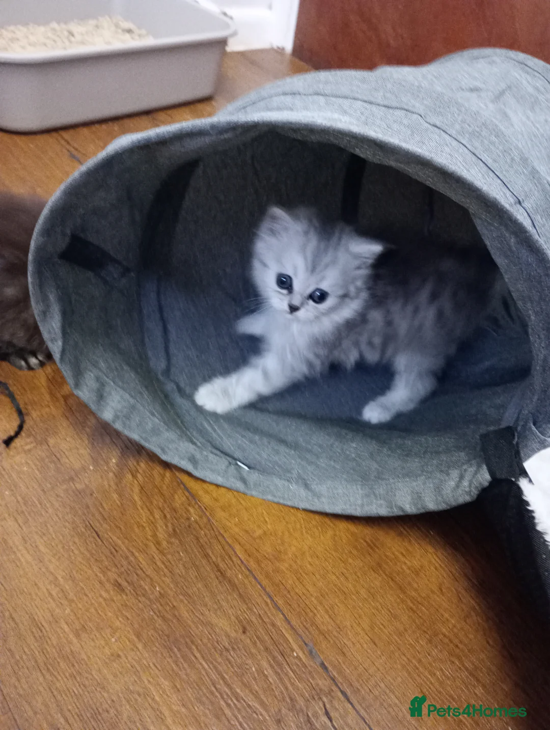 Persian cats for sale: 2 Stunning Girls Looking for a 5 Star Homes  - Advert 8