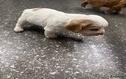 Cocker Spaniel dogs for sale: Last pup Working Cocker Spaniel Puppies! 🐶 in Chatteris - Image 21
