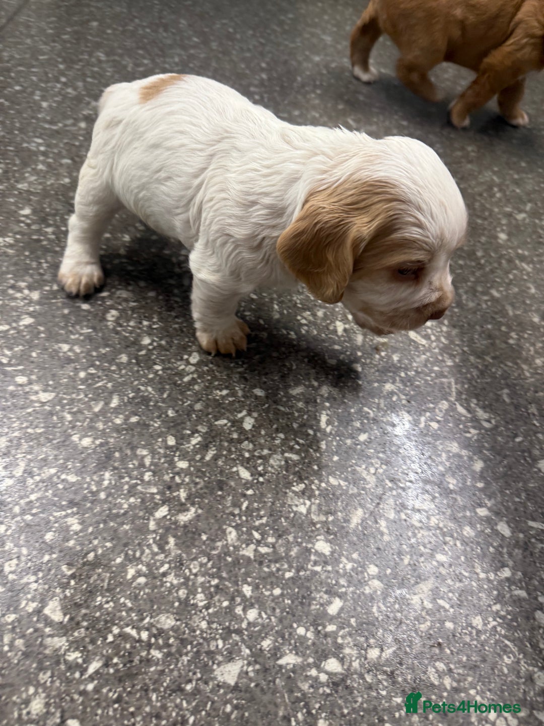 Cocker Spaniel dogs for sale: Last pup Working Cocker Spaniel Puppies! 🐶 in Chatteris - Image 21
