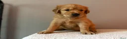 Golden Retriever dogs for sale: READY NOW Fox Red, KC, Health Tested Pups - Advert 22