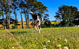 Border Collie dogs for sale: 7 Month Old Border Collie - Image 8