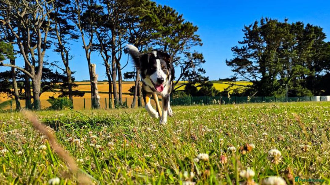 Border Collie dogs for sale: 7 Month Old Border Collie - Image 8