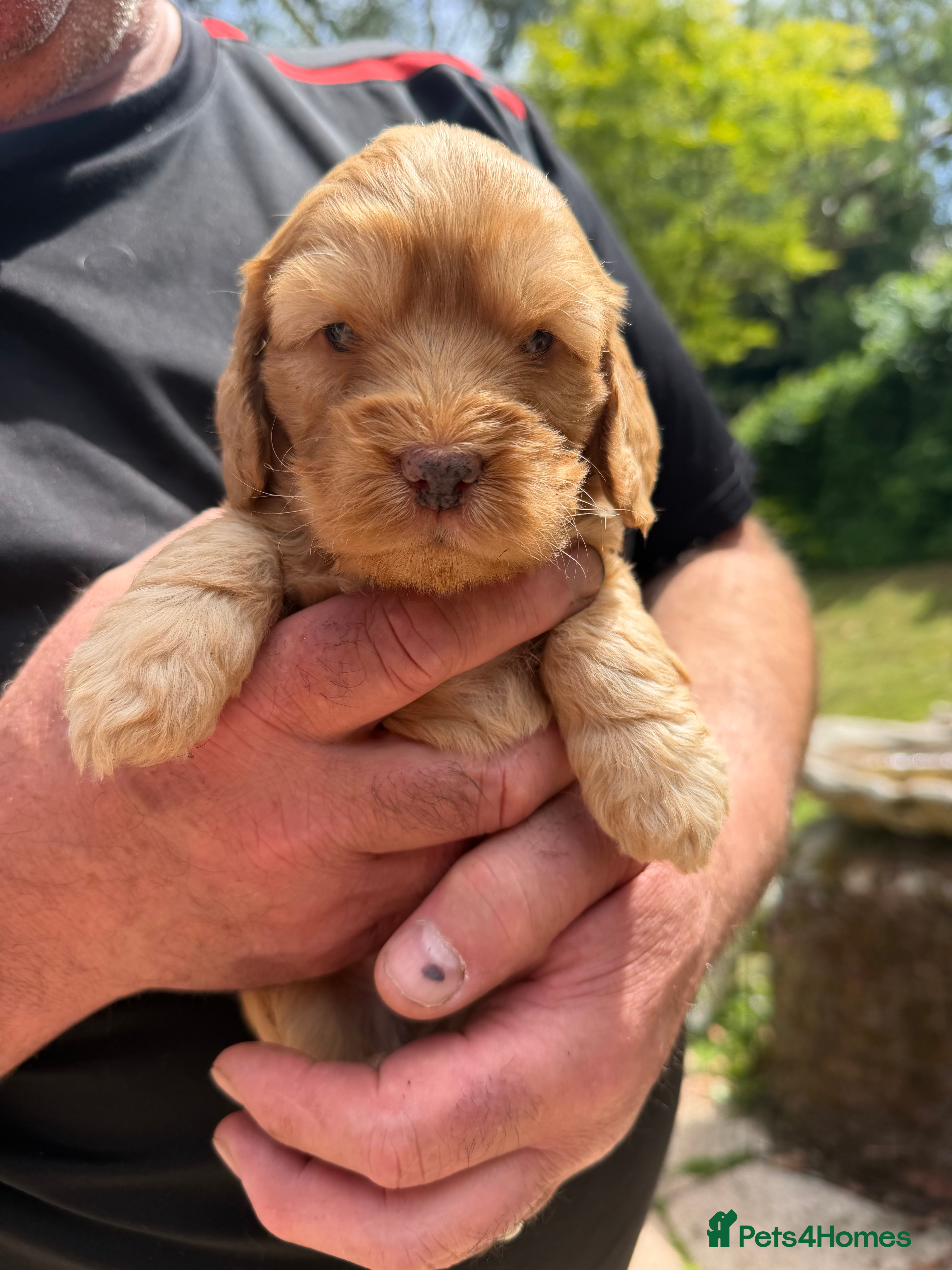 Cockapoo dogs 🐾 Stunning F1 Cockapoo  Rare Colours  🐾 - Advert 2