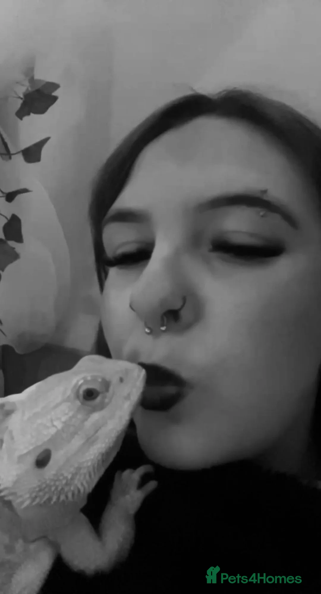 Bearded Dragon reptiles for sale: Bearded dragon (read description fully) - Advert 4