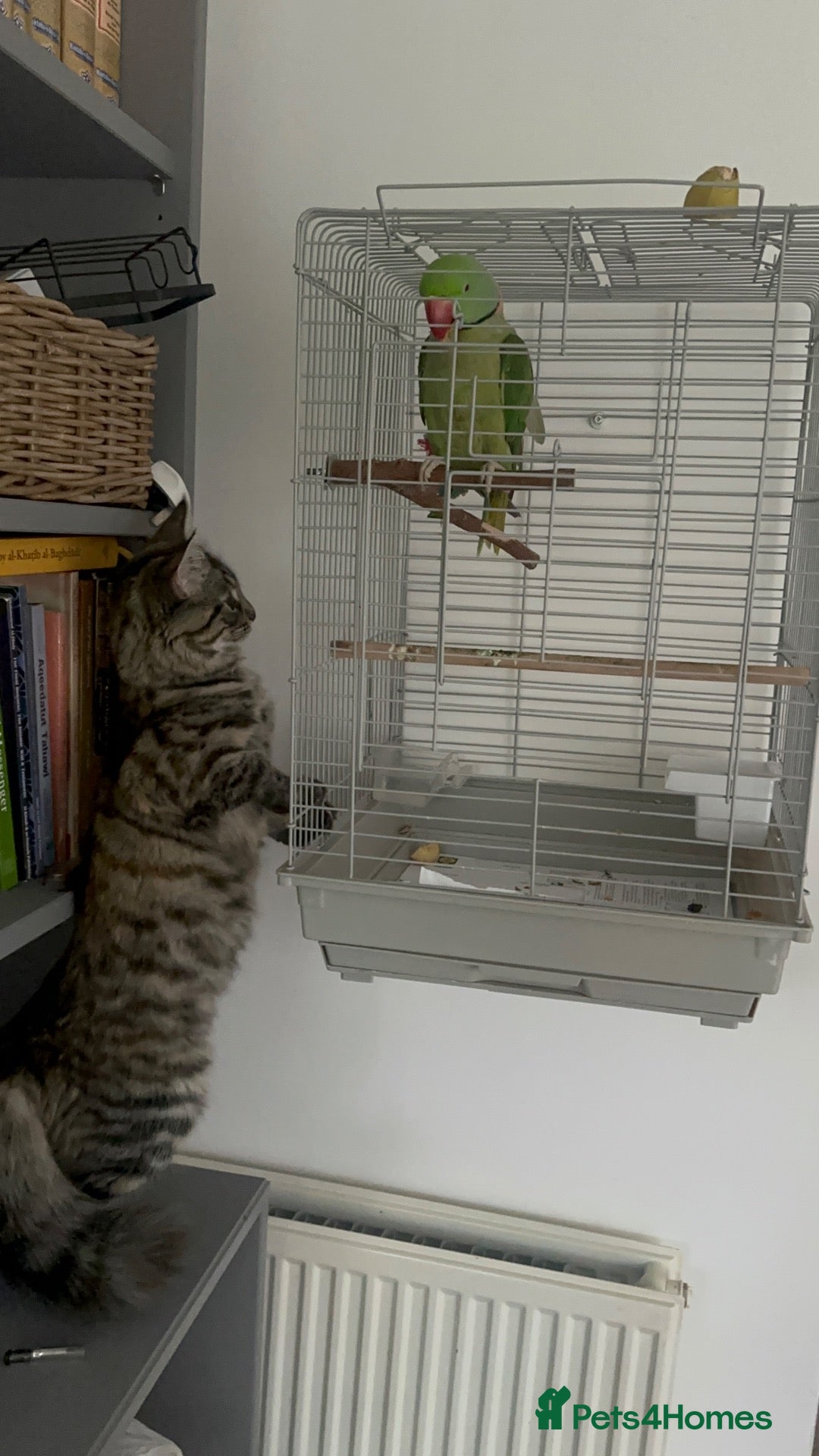 British Shorthair cats Beautiful alexandrine parrot - Advert 6
