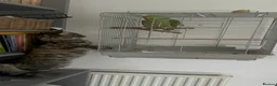 British Shorthair cats for sale: Beautiful alexandrine parrot - Advert 1