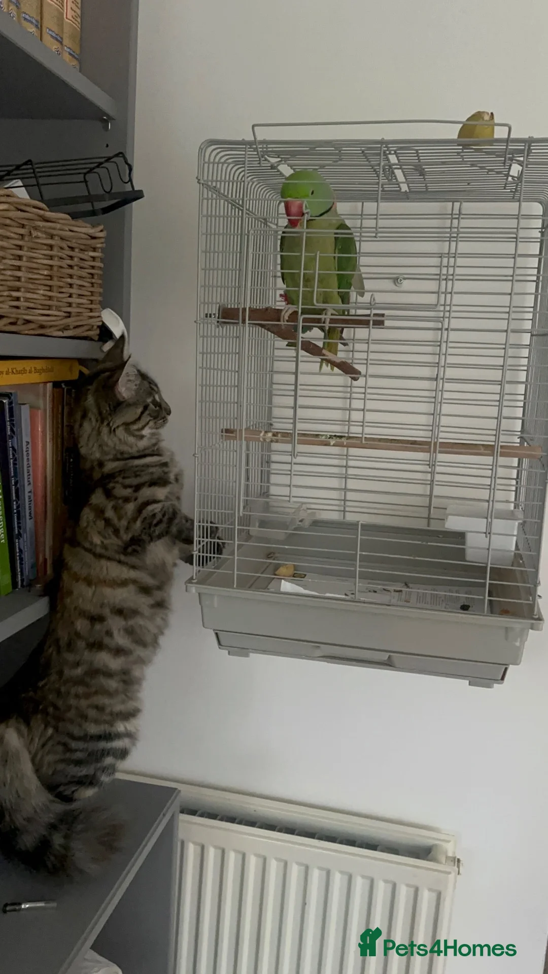 British Shorthair cats for sale: Beautiful alexandrine parrot - Advert 1