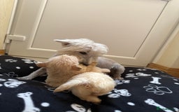 West Highland Terrier dogs for sale: DNA health tested Westie-poos  - Image 40