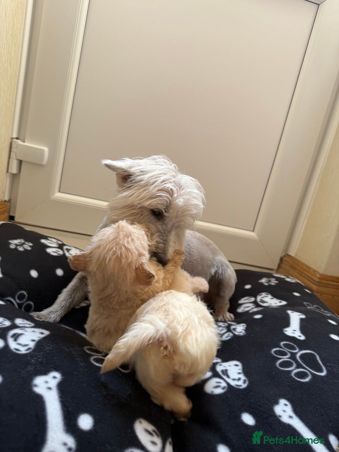 West Highland Terrier dogs for sale: DNA health tested Westie-poos  - Image 40