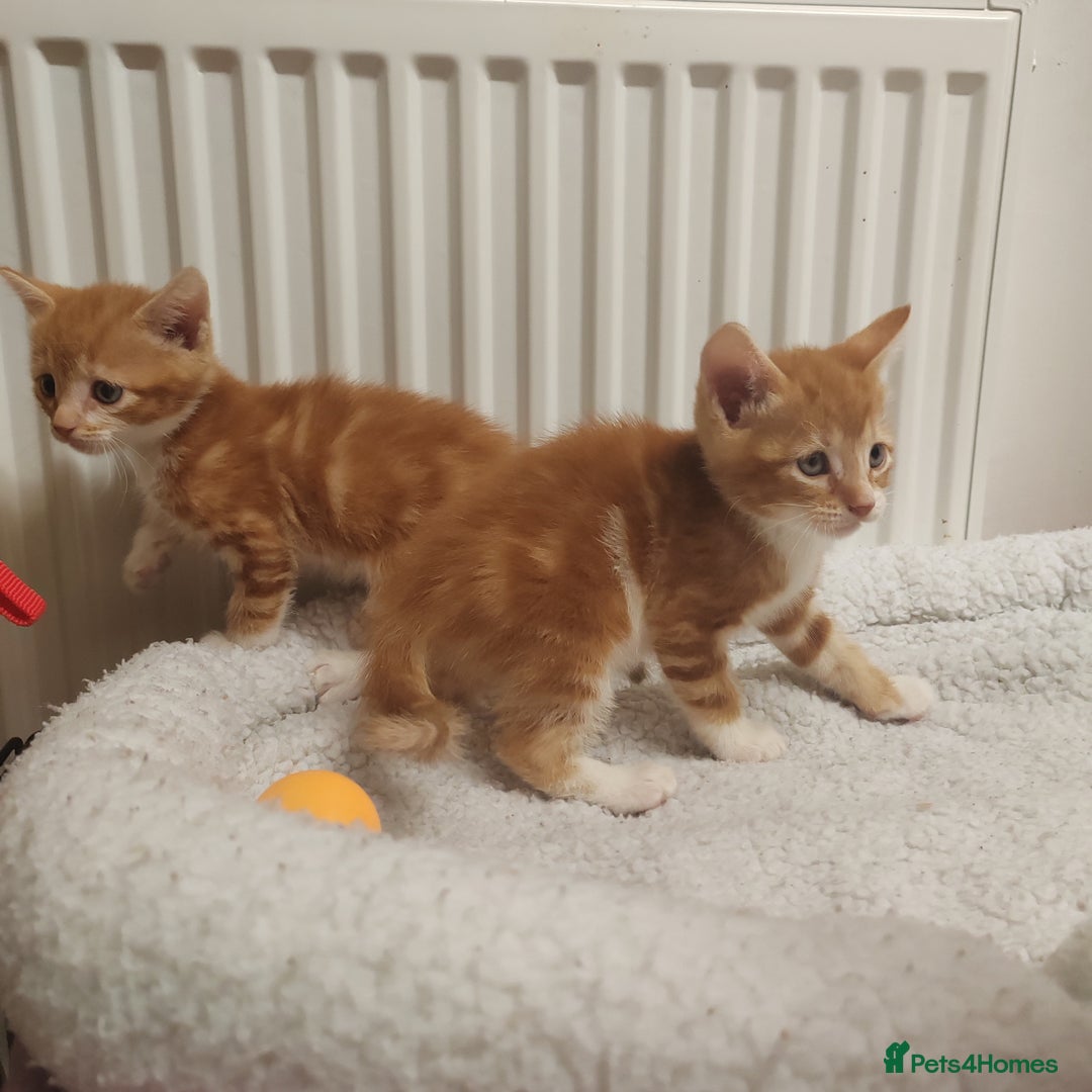 Mixed Breed cats for sale: Lovely kittens ready to reserve. - Image 9