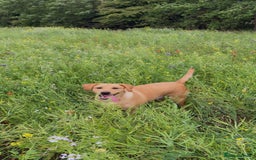 Labrador Retriever dogs for sale: Darcy  - Image 1