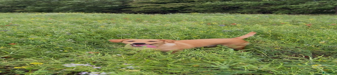 Darcy 